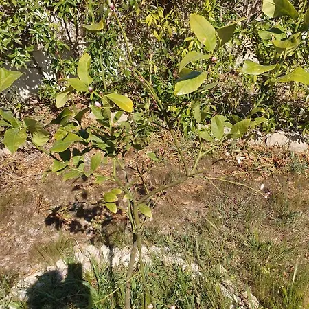 Casa Alex * Guardamar del Segura