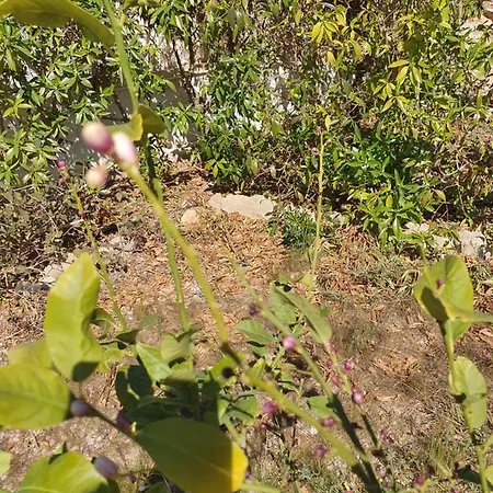 Casa Alex * Guardamar del Segura